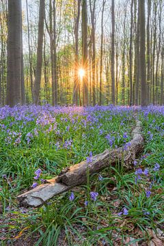 Branch along the way in Hallerbos by Michael Valjak