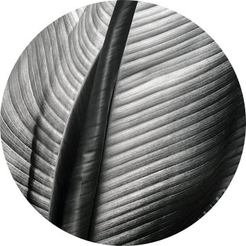 Abstract bananenblad van Willie Jan Bons