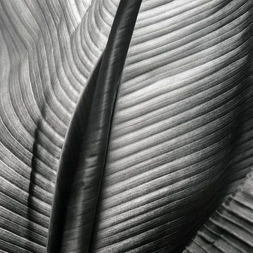 Abstract banana leaf by Willie Jan Bons