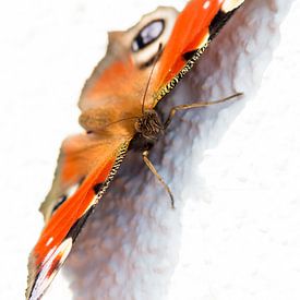 Peacock Butterfly van Steffen Schöne