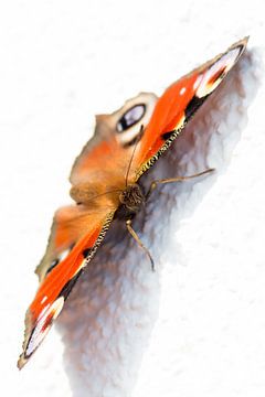 Peacock Butterfly van Steffen Schöne