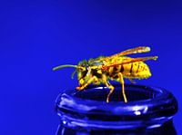 The Alcoholic Wasp