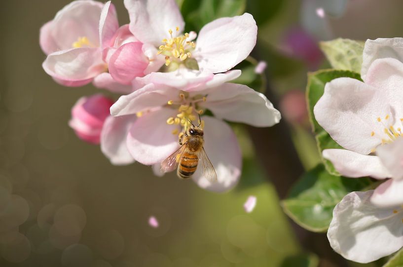 Fleißiges Bienchen von Zwergls Lichtermeer