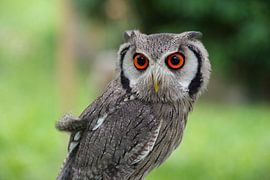 Uilenblik by Studio Retouched fotoshop