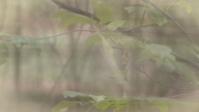 Dreamy Forest by Ankie Kooi