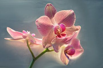 Orchid in the spotlight by Gera Wijlens