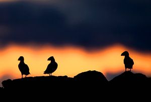 Papageitaucher auf Felsen stehend von Beschermingswerk voor aan uw muur