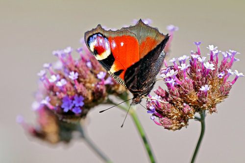 Dagpauwoog op IJzerhard
