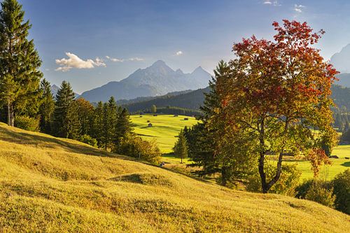 Bultrugweiden tussen Mittenwald en Krün, Werdenfelser Land, met daarachter het Wettersteingebergte