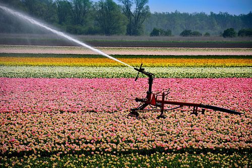 Dorstige tulpen