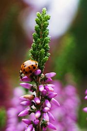heideplant met bezoek von Marijke Vriens