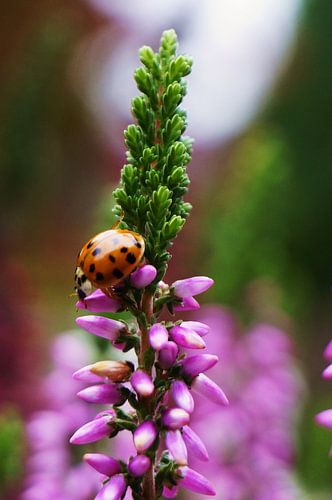 heideplant met bezoek
