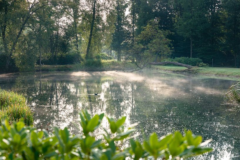 Nebliger Morgen am Teich im Park von Fotografiecor .nl