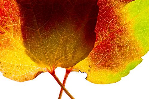 Feuilles d'automne1