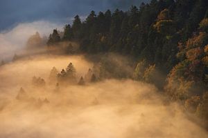 Bäume im Nebel