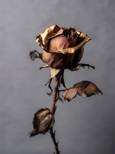 Rose 2