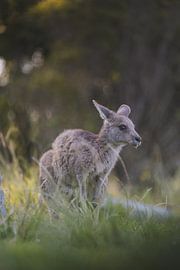 Wilde Kangaroo in het natuurgebied de Blue Mountains Australie van Ken Tempelers