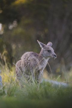 Wild Kangaroo in the Blue Mountains Australia nature reserve by Ken Tempelers