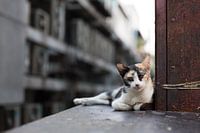Bangkok street cat