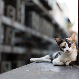 Bangkok street cat