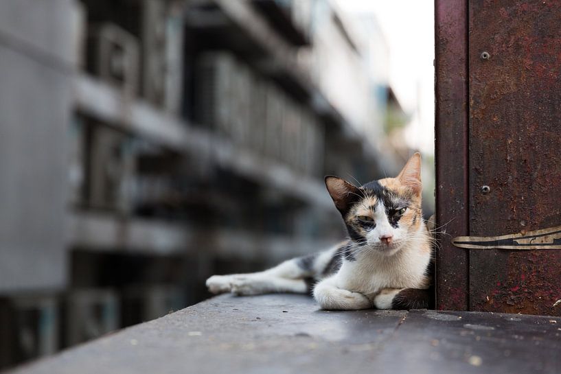 Bangkok street cat by Dusty Bisschops