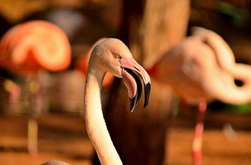 Flamingo in Brazil by Karel Frielink