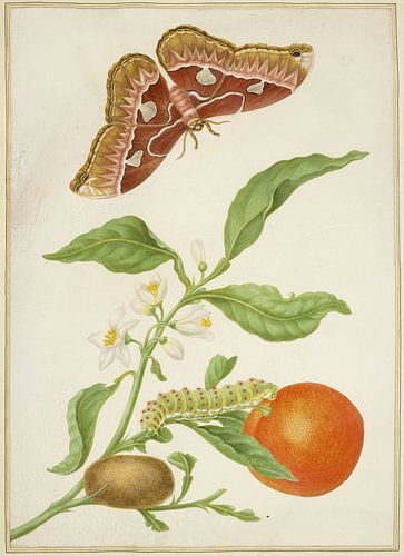 Tak van Sevilla Sinaasappel met Rothschildia mot, Maria Sibylla Merian