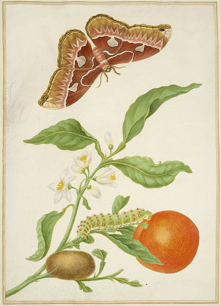 Branch of Seville Orange with Rothschildia Moth, Maria Sibylla Merian by Masterful Masters