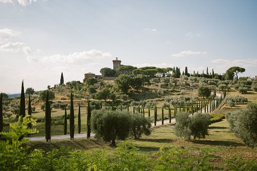 Toskanische Hügel und Zypressenalleen | Montepulciano