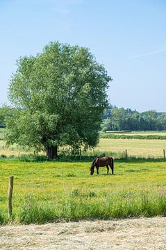 Pâturage dans la prairie sur Werner Lerooy