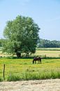 Grazing in the meadow by Werner Lerooy thumbnail