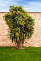 A palm tree in a sultanic setting