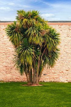 Een palmboom in een sultanische omgeving