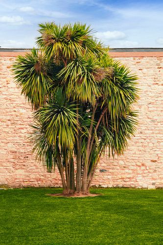 Een palmboom in een sultanische omgeving