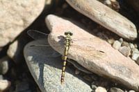 Libelle