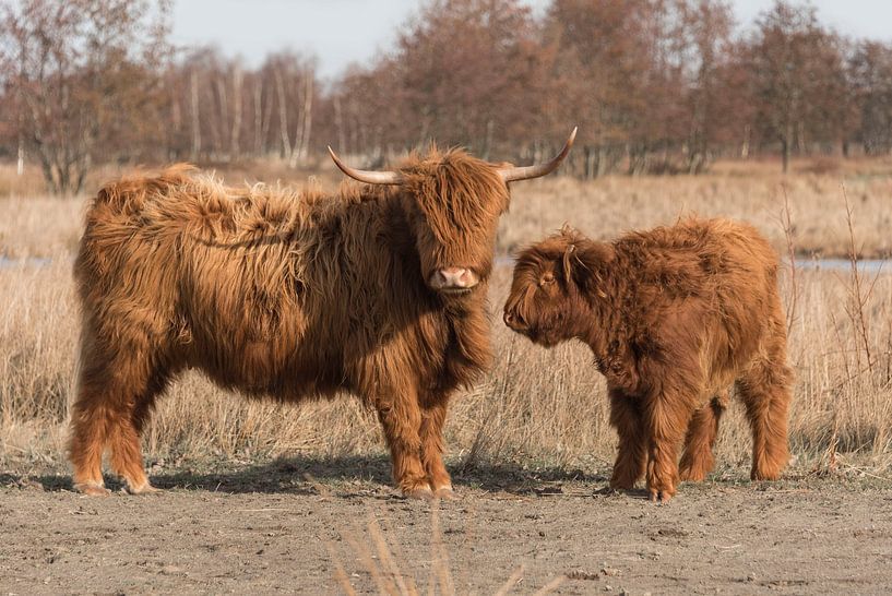 Schottischer Highlander mit Kalb von Ans Bastiaanssen