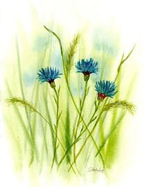 Kornblumenfeld von Sandra Steinke