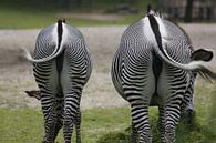 Portrait van Zebra's - den dikke en den dunne van Bruno Baudry thumbnail