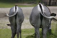 Portrait van Zebra's - den dikke en den dunne