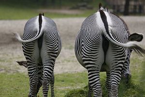 Portrait of two Zebra's - the big one and the small one von Bruno Baudry