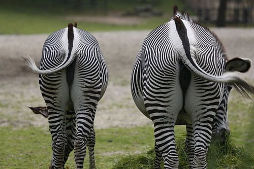 Portrait of two Zebra's - the big one and the small one sur Bruno Baudry