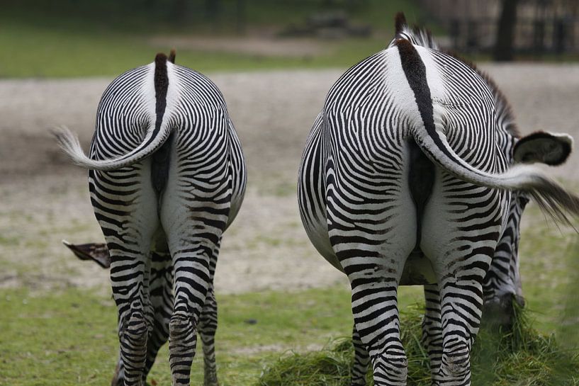 Portrait of two Zebra's - the big one and the small one by Bruno Baudry