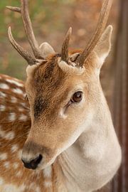 Hert van Marco Herman Photography