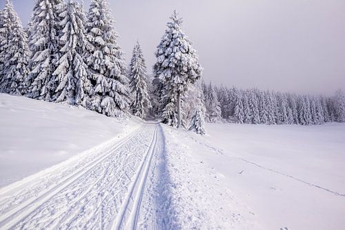 Tour de ski de fond par un temps impérial dans la forêt enneigée de Thuringe près de Floh-Seligenthal - Thuringe - Allemagne
