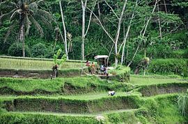 Natürliche Harmonie in Tegallalang, Bali von Frank Photos