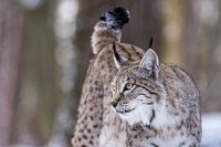 Lynx 2
