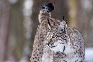 Lynx 2 von Wildpix imagery