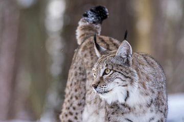 Lynx 2 van Wildpix imagery