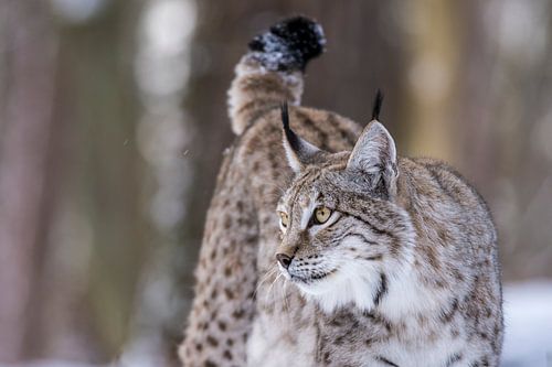 Lynx 2