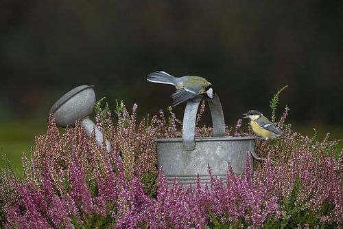 titmice by Ina Hendriks-Schaafsma
